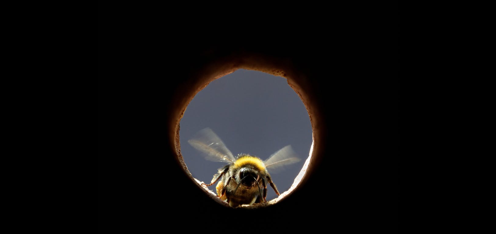 a solitary bee peering through a hole