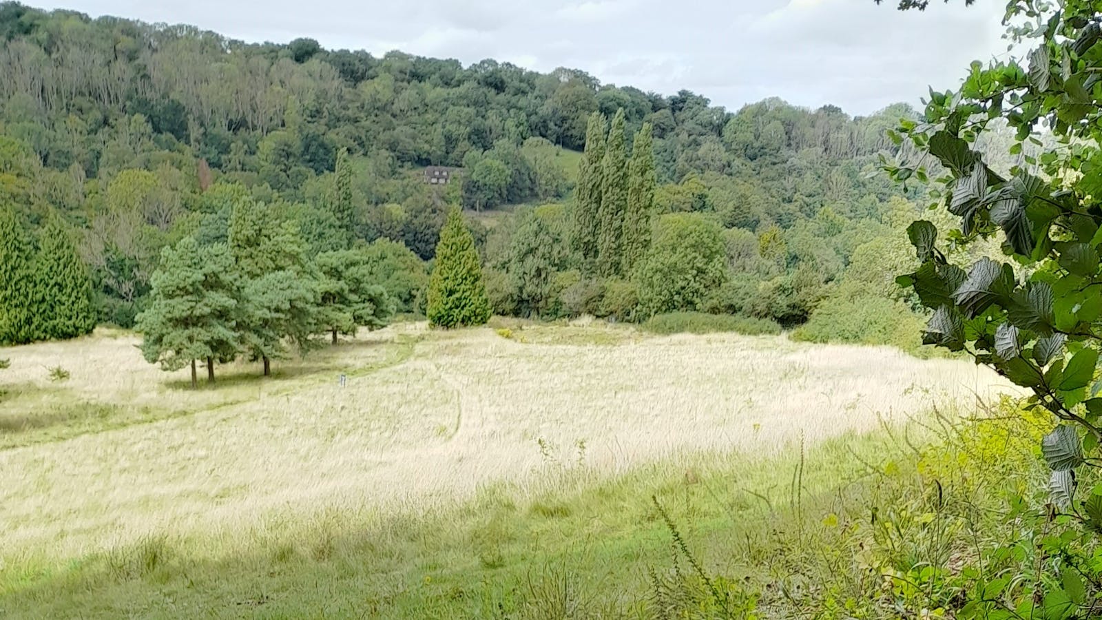 Heather Corrie Vale grassland