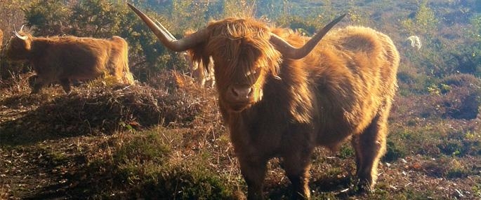 A large horned fluffy Highland Cow