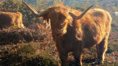 A large horned fluffy Highland Cow