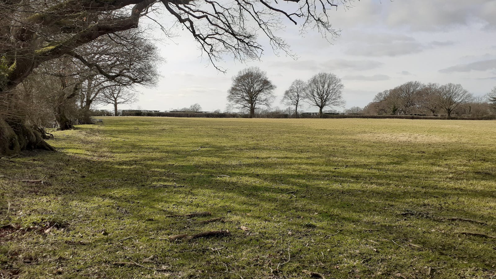 Grassland with hedges and trees in the background
