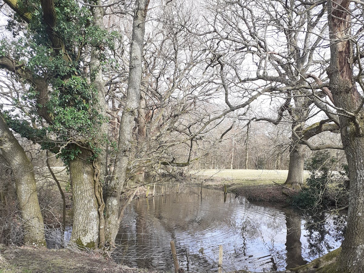 Pond surrounded by trees