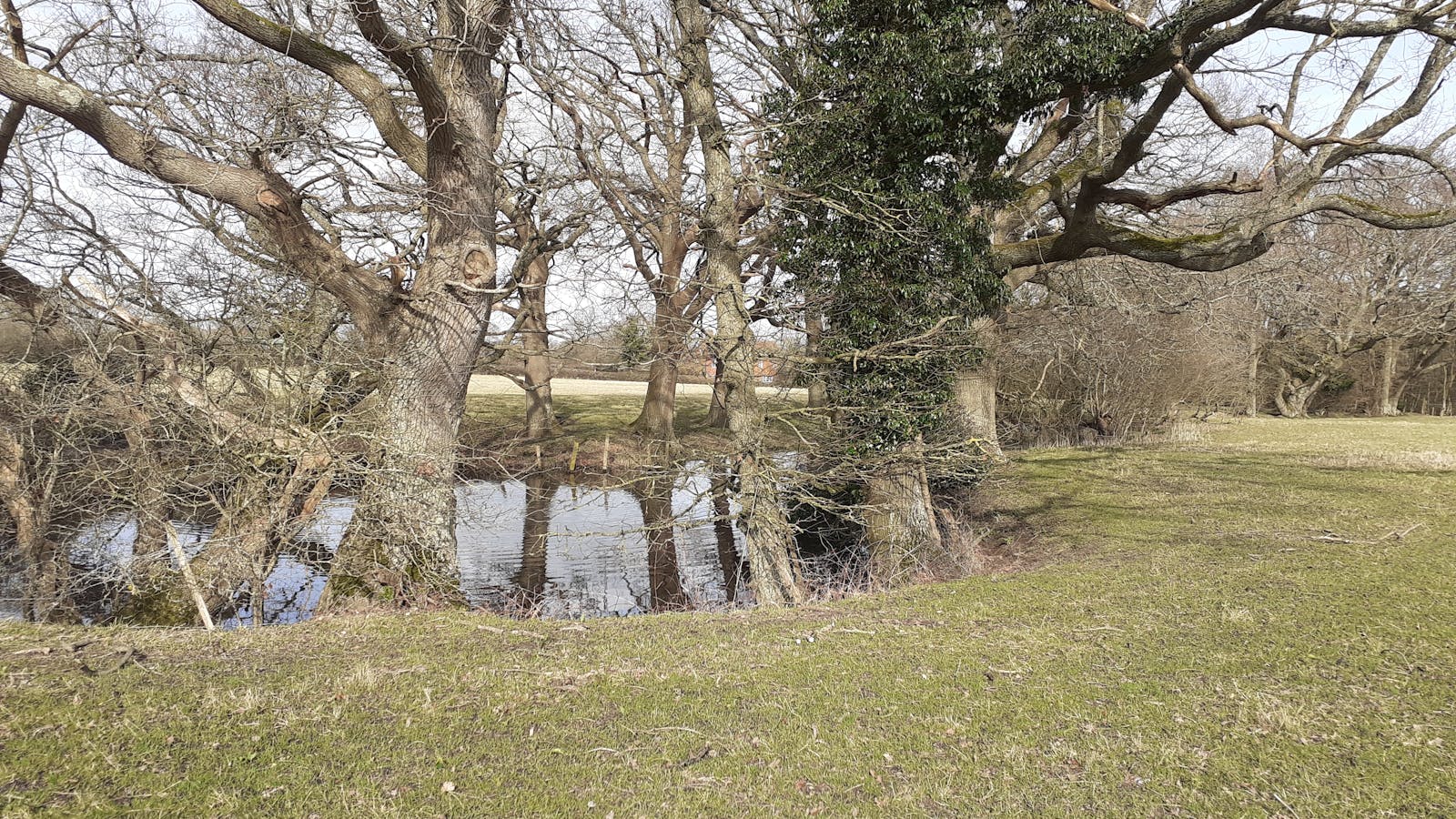 Pond surrounded by trees