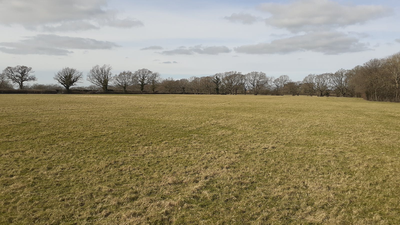 Grassland with hedges and line of trees in the background