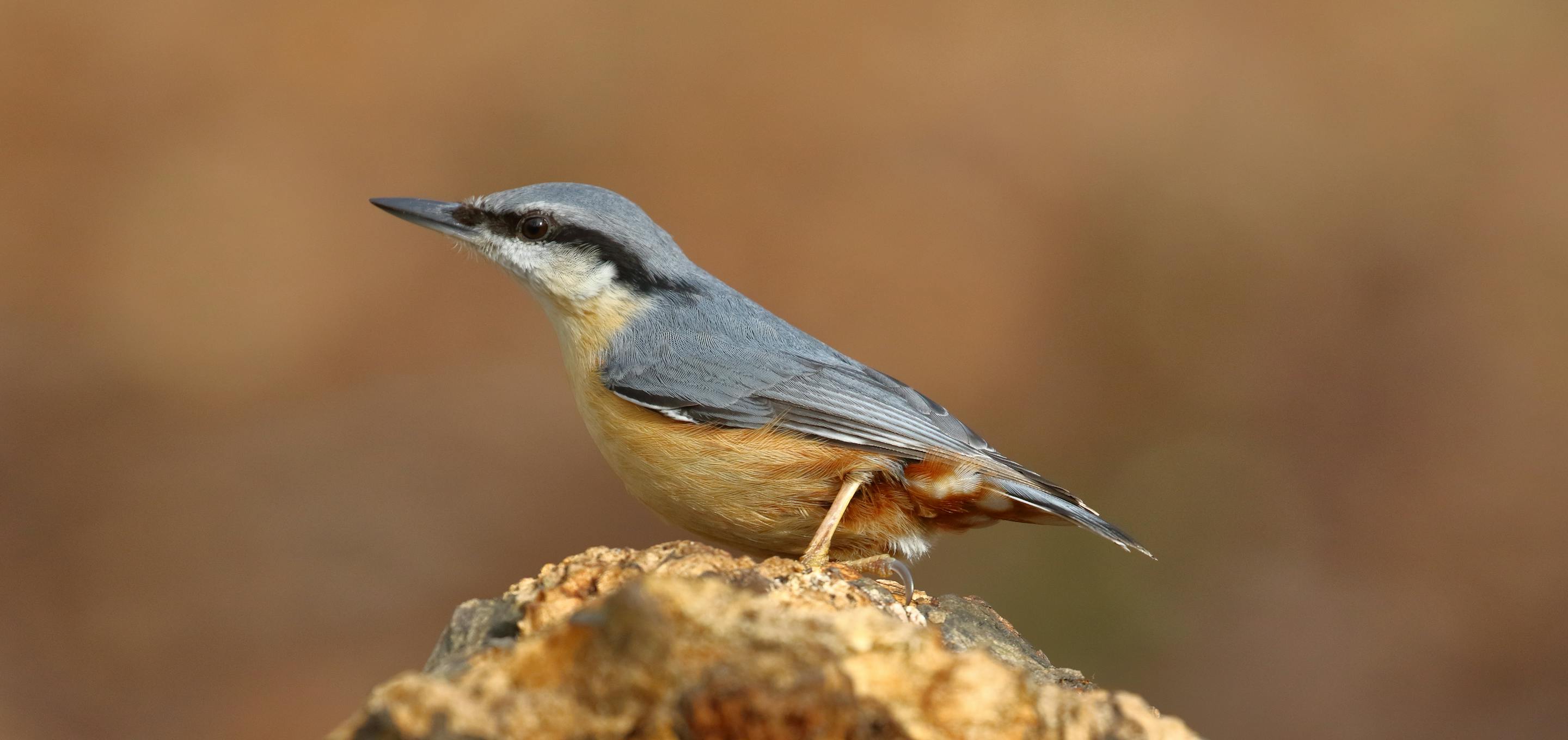Nuthatch at Bossenden Wood