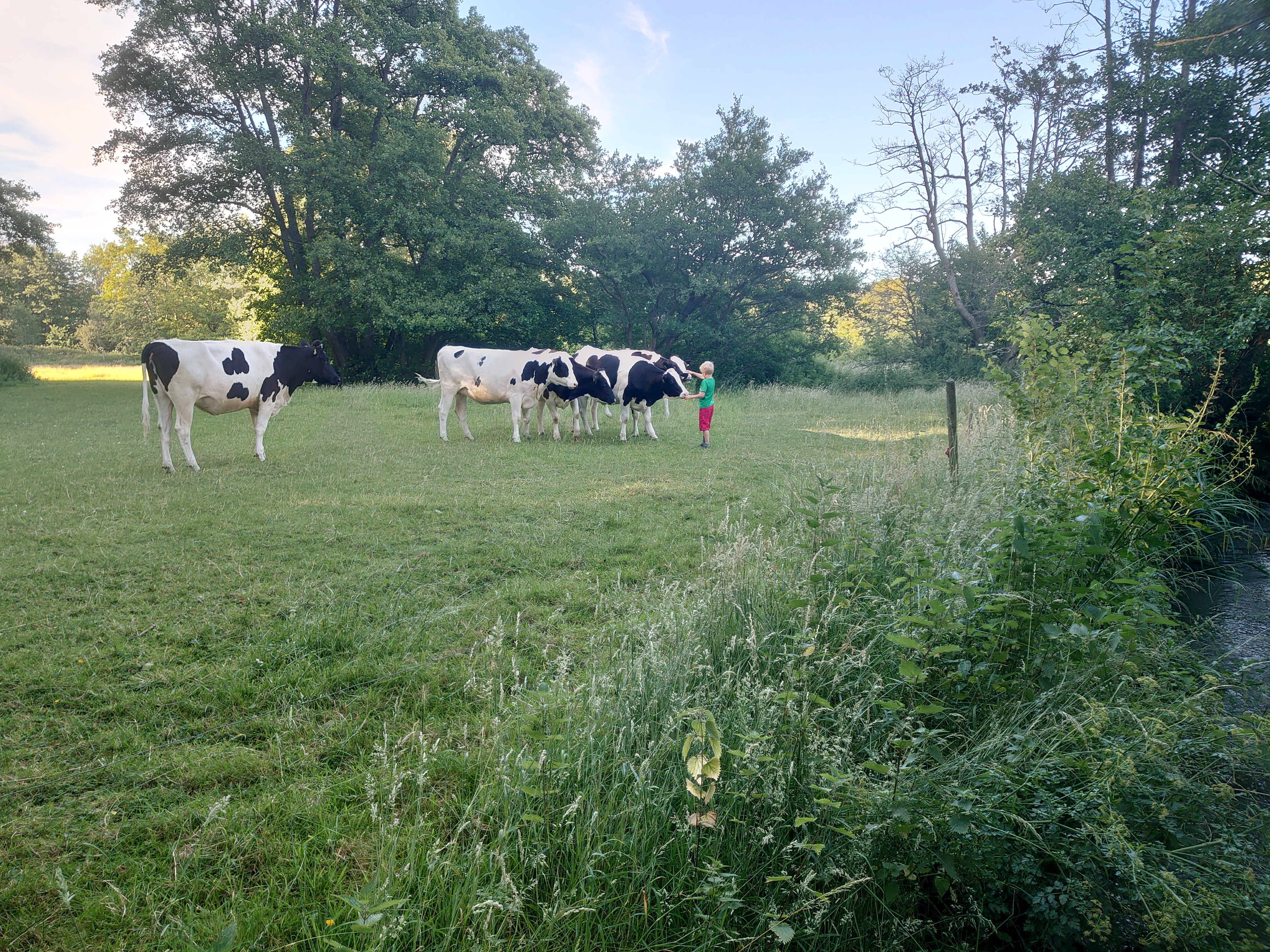 Livestock on grassland at Hothfield, Bockhanger Farm