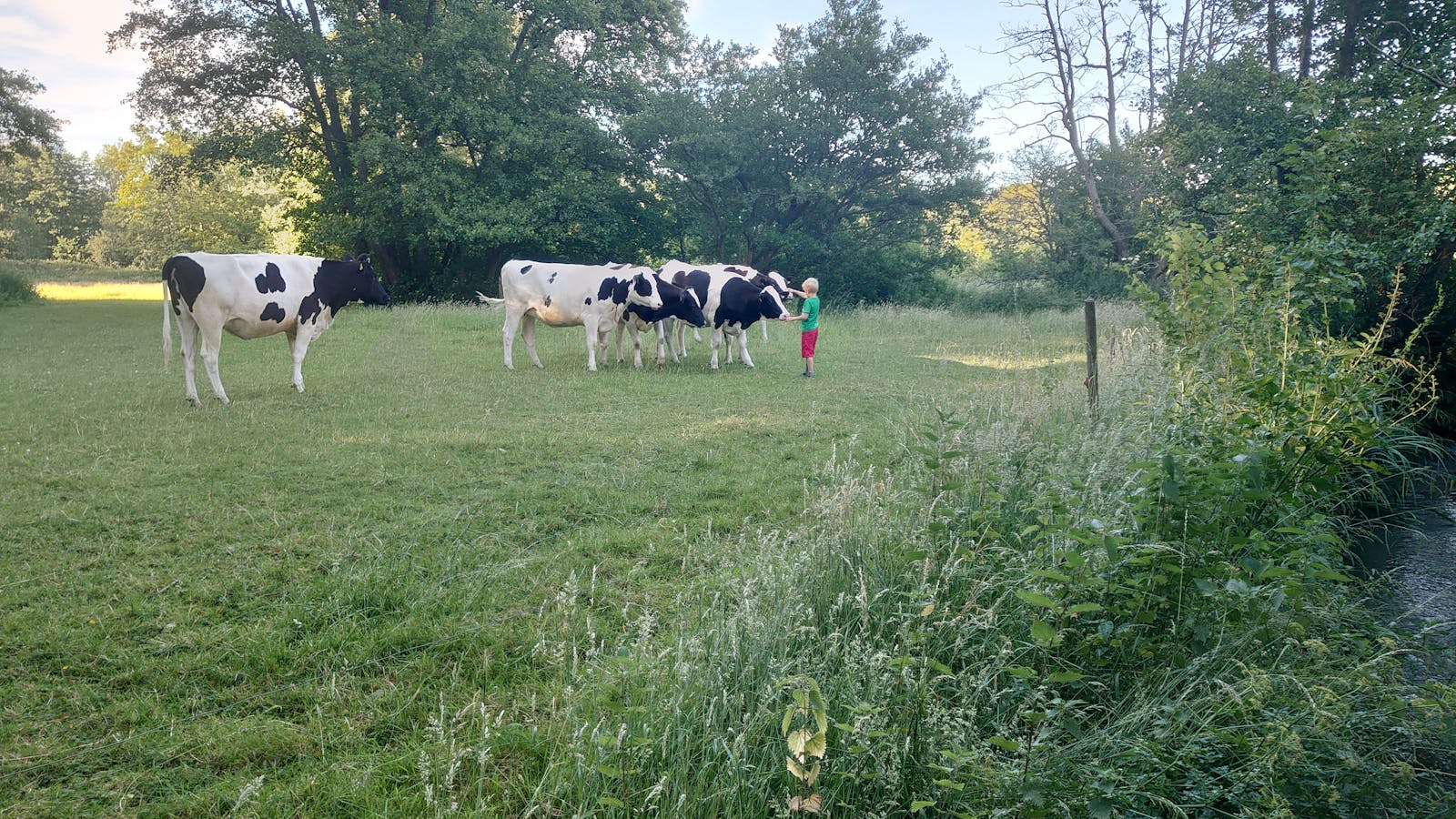 Livestock on grassland at Hothfield, Bockhanger Farm