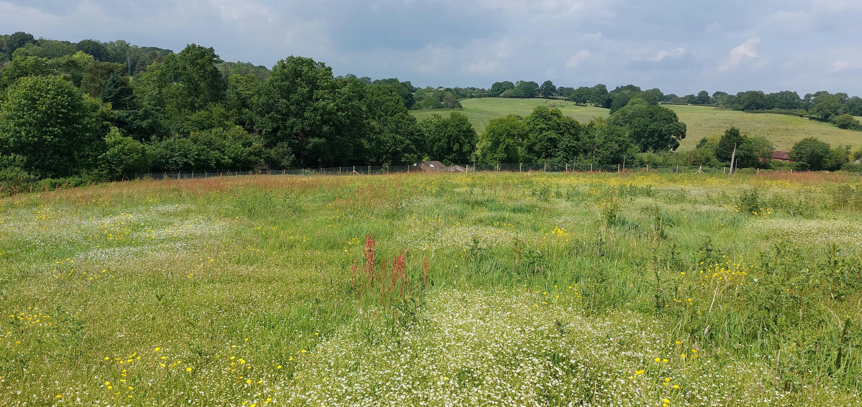 grassland near a line of trees
