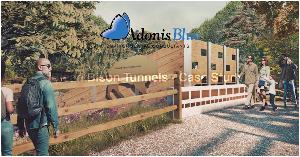 Blean Bison Tunnels - Case Study