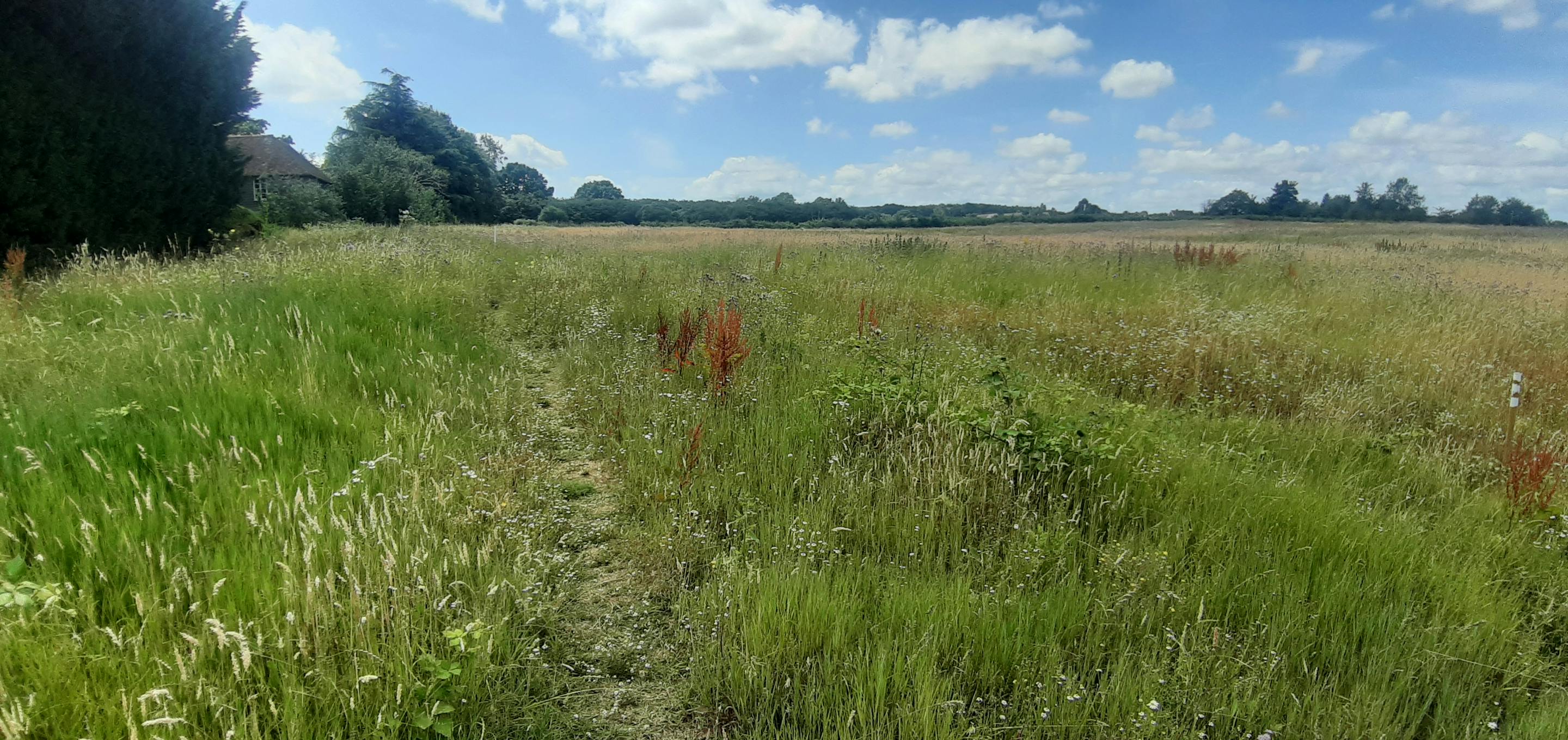 grassland