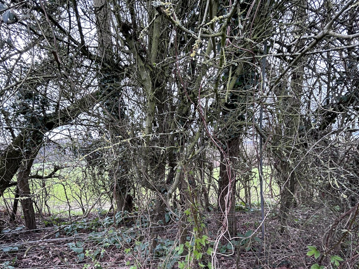 Furnace Farm woodland