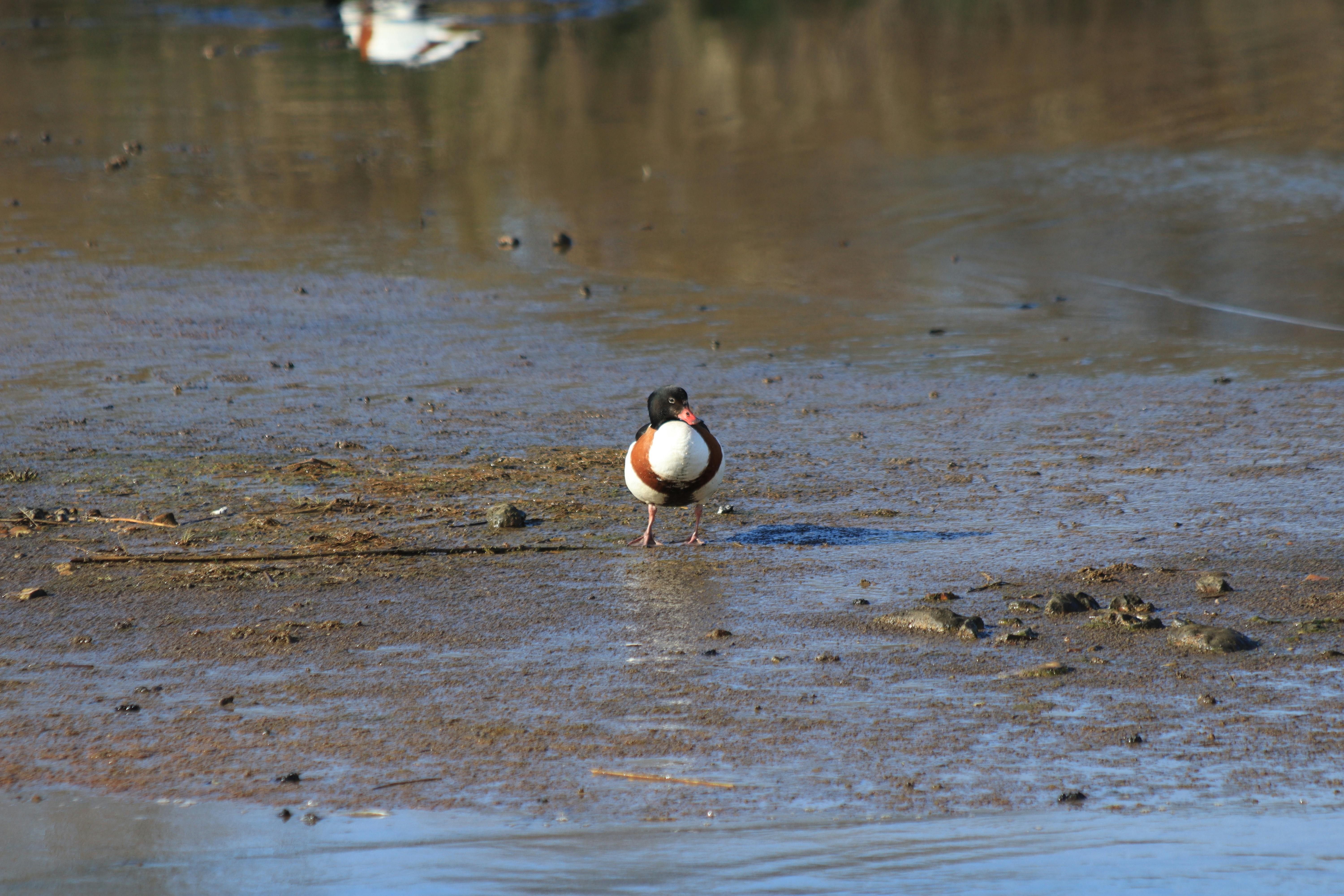 A shelduck foraging at Seaton Wetlands