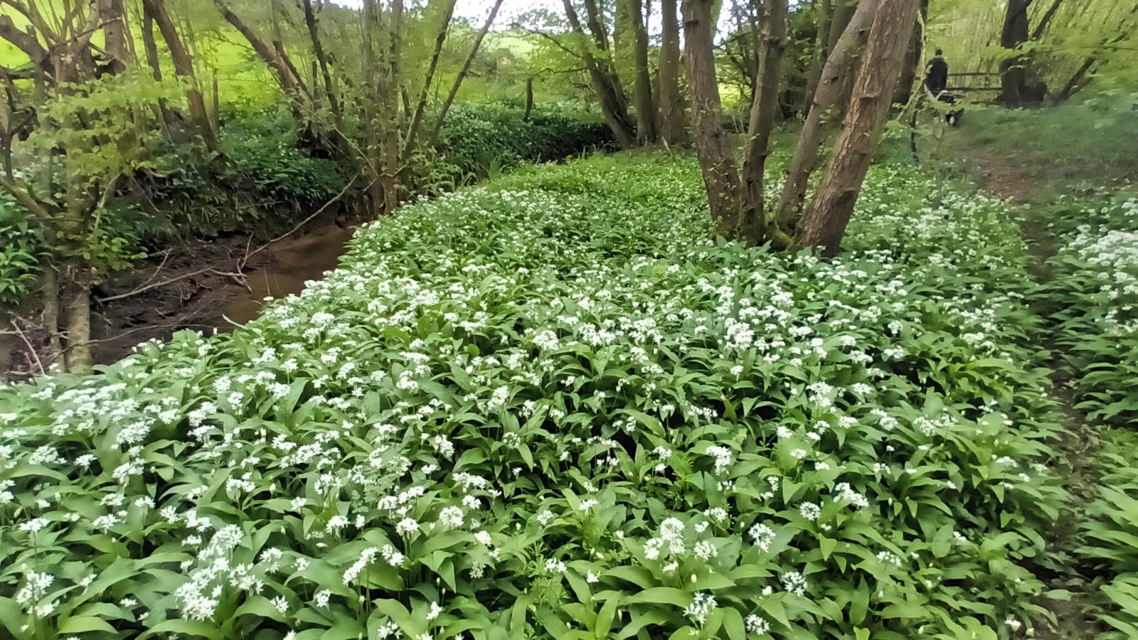 wild garlic in flower