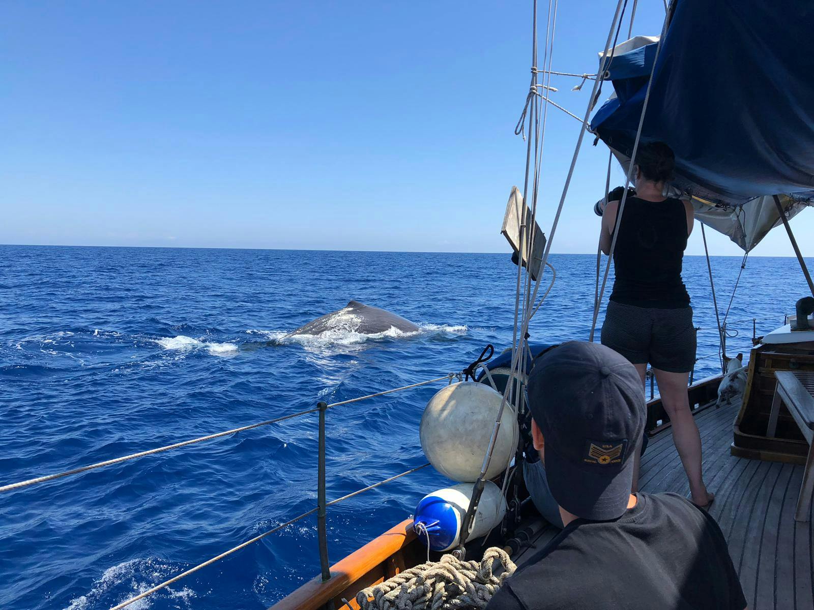 People on a boat watching a cetacean emerge from the ocean a few metres away