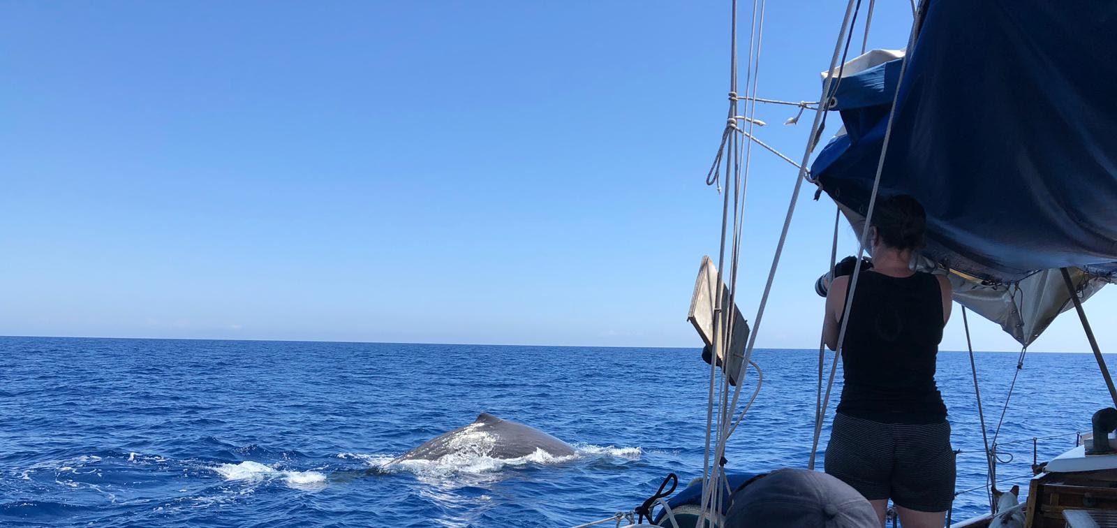 a view of a marine mammal in the sea next to a boat