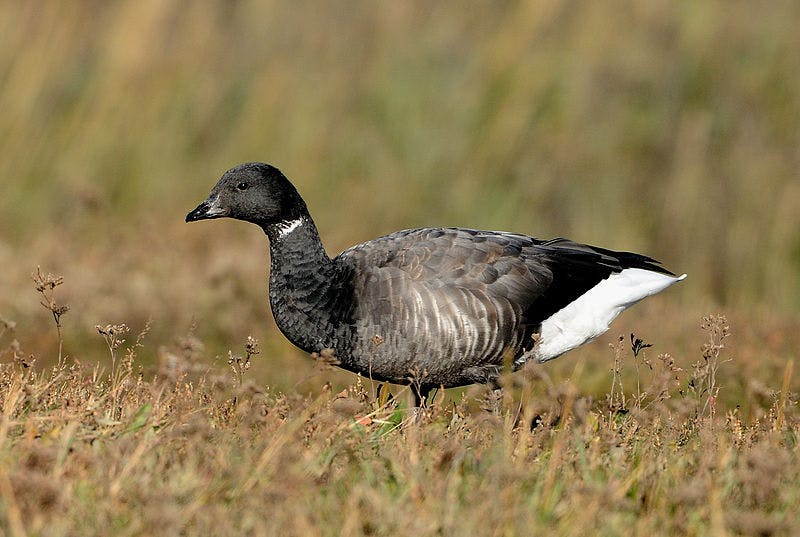 a dark-bellied brent goose