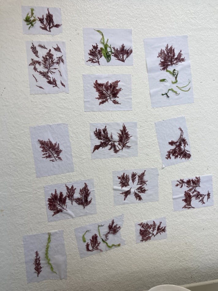 an arrangement of pressed seaweed samples mounted on paper