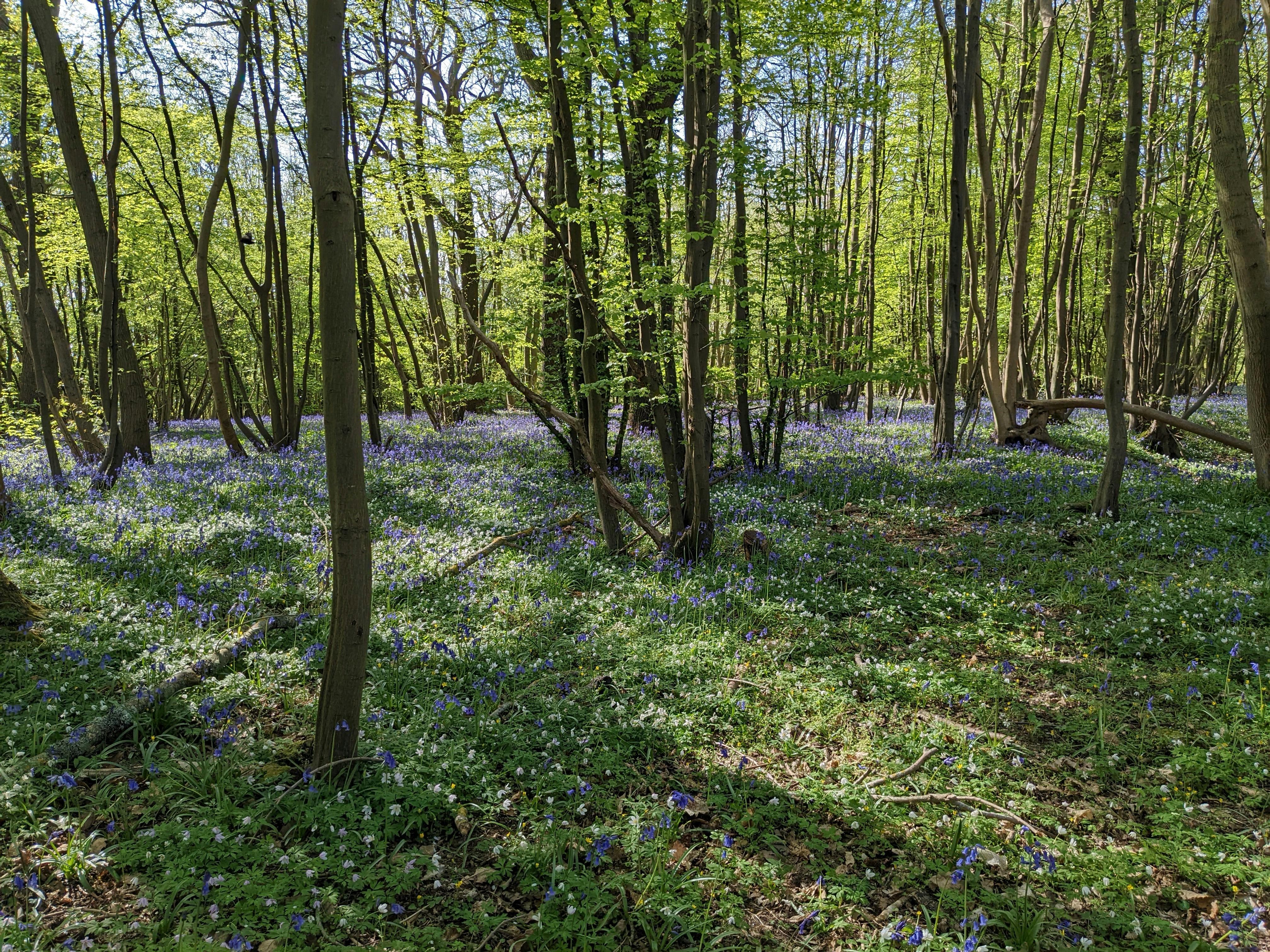 woodland