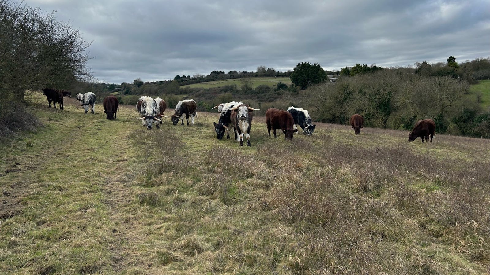 livestock grazing