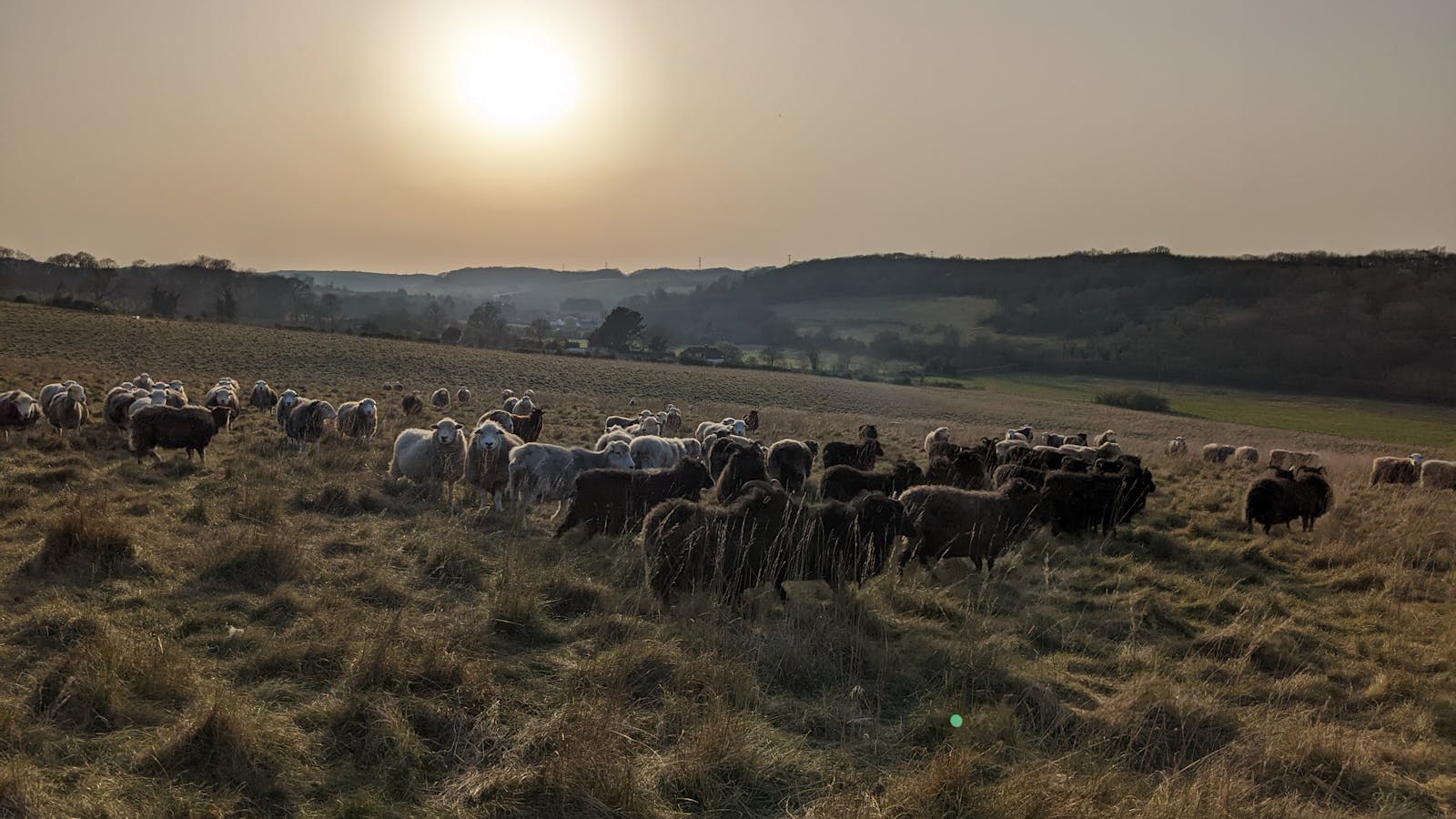 livestock grazing