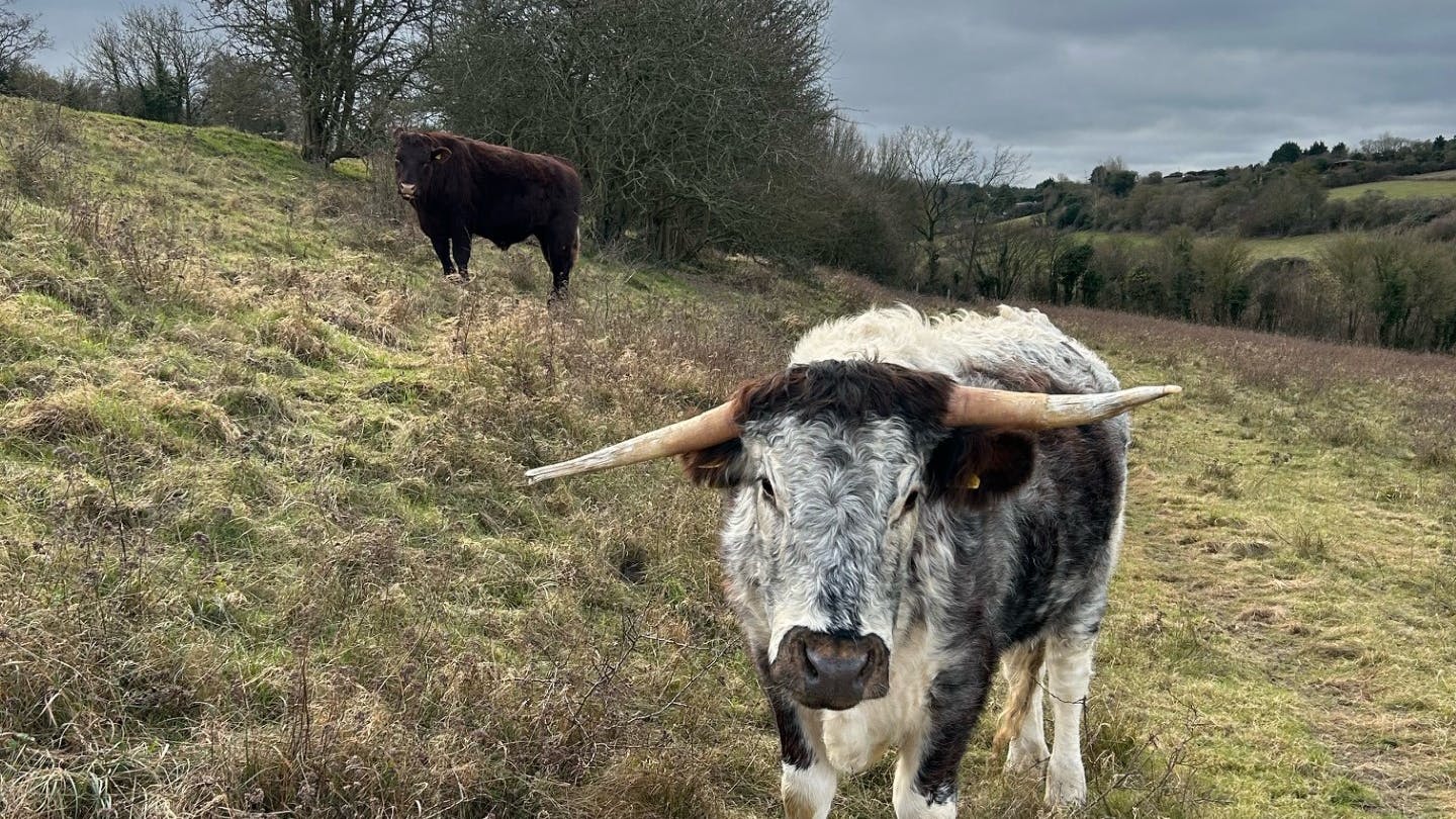livestock grazing and longhorn cattle looking curiously at the camera