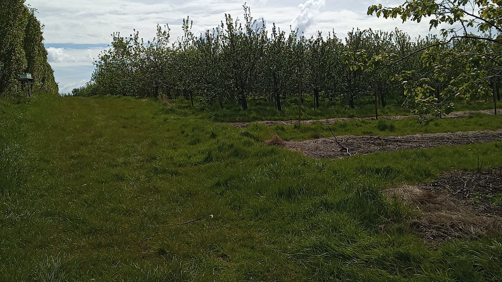 Decoy Farm