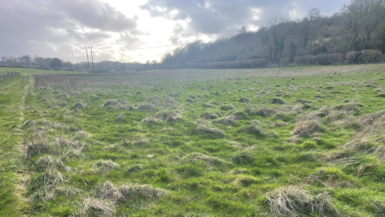 pasture with tussocks of dead grass