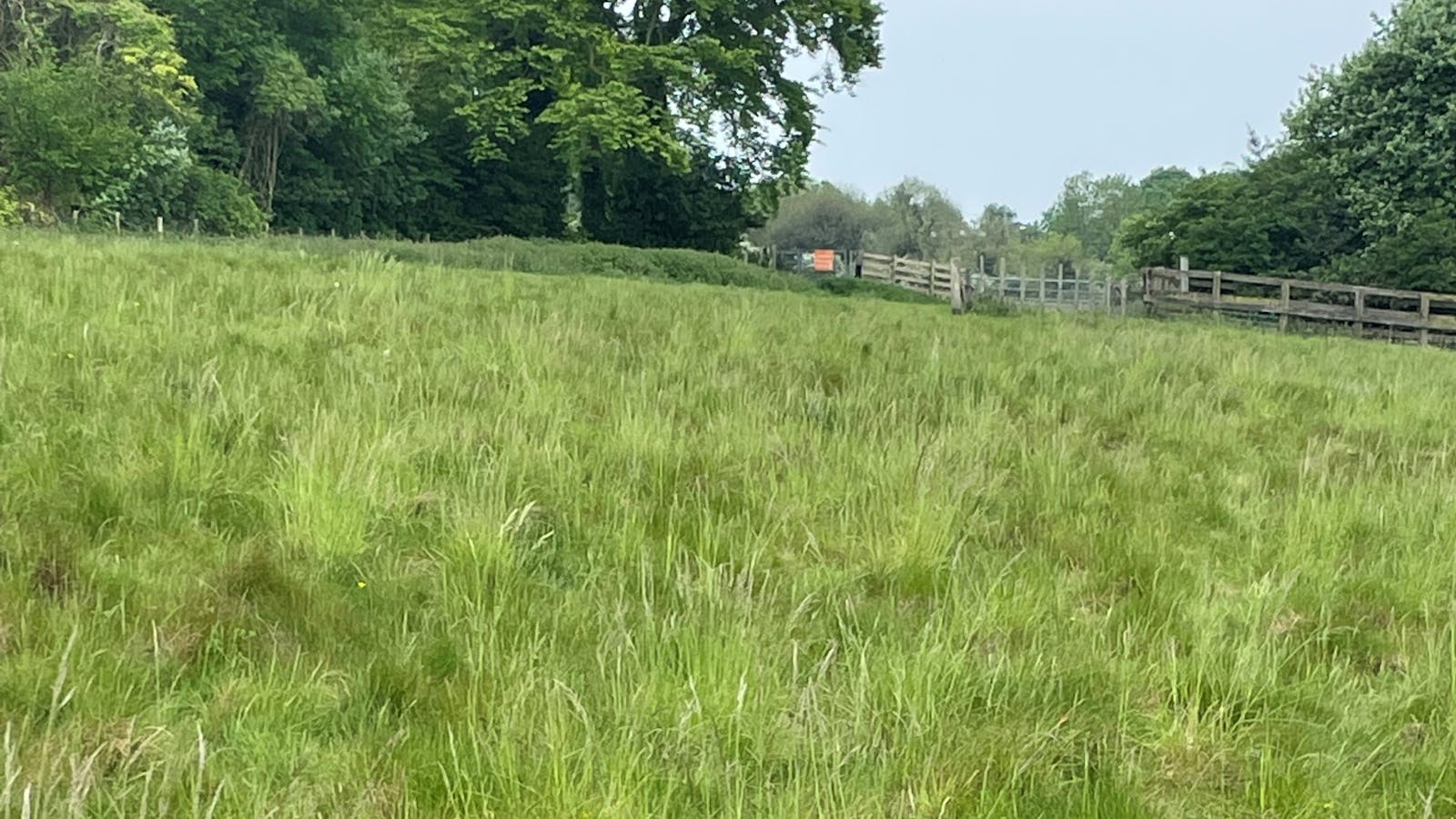 long grass pasture in summer