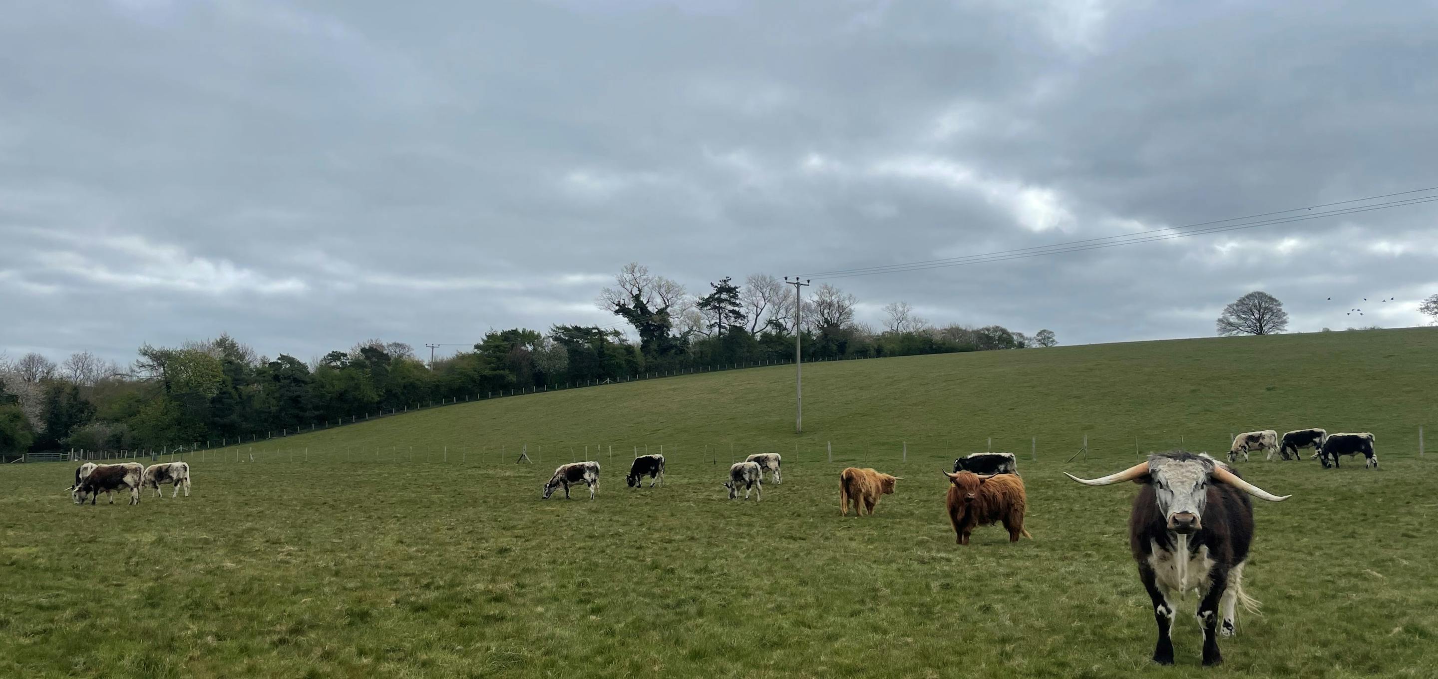 Short grass with cattle grazing