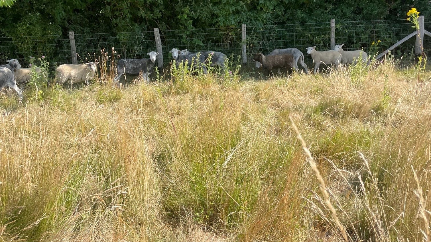 logn grass and livestock