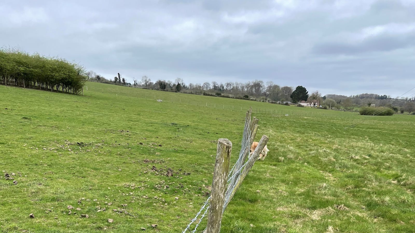 grass pasture with fence