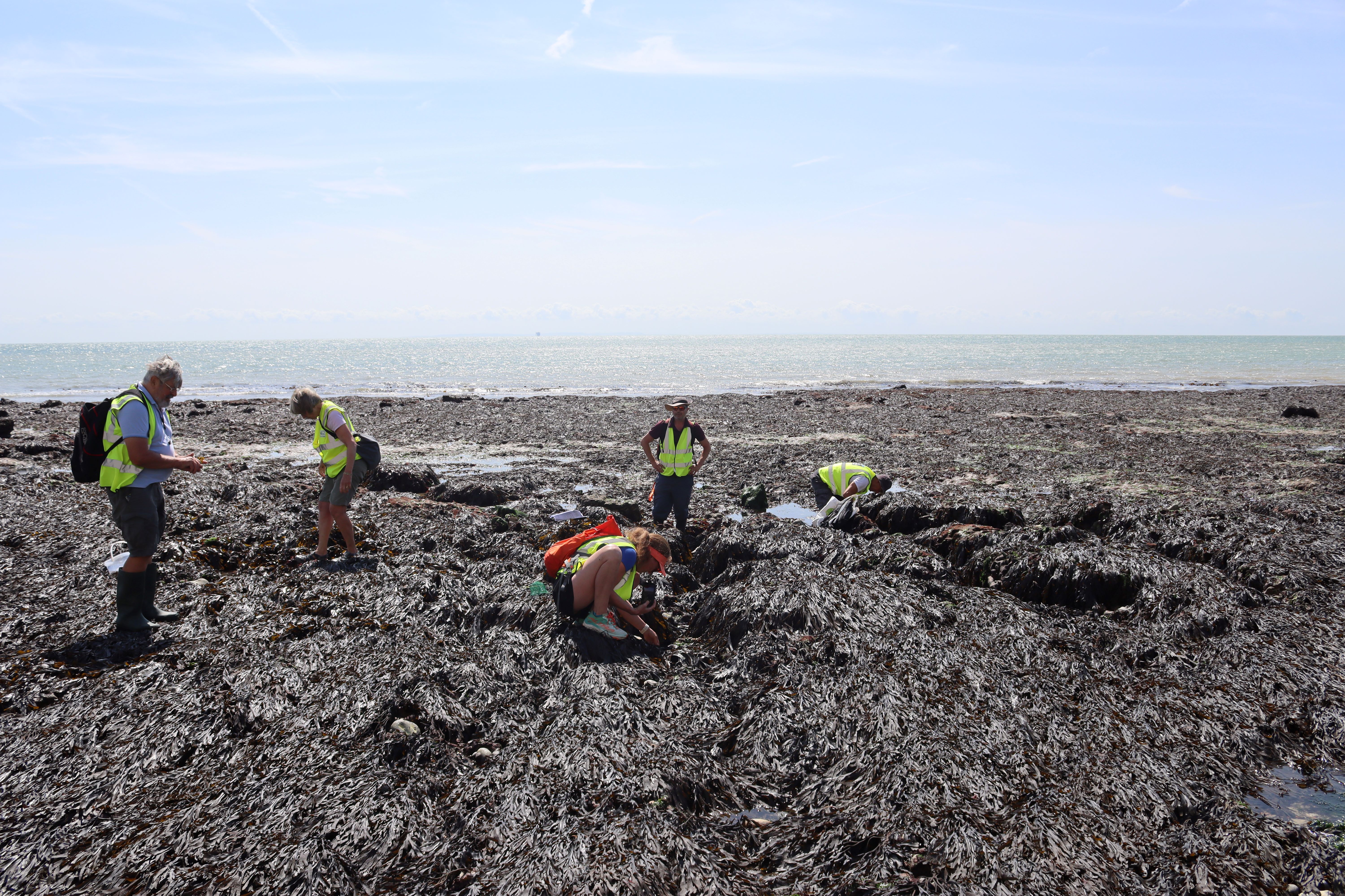people surveying the intertidal zone 
