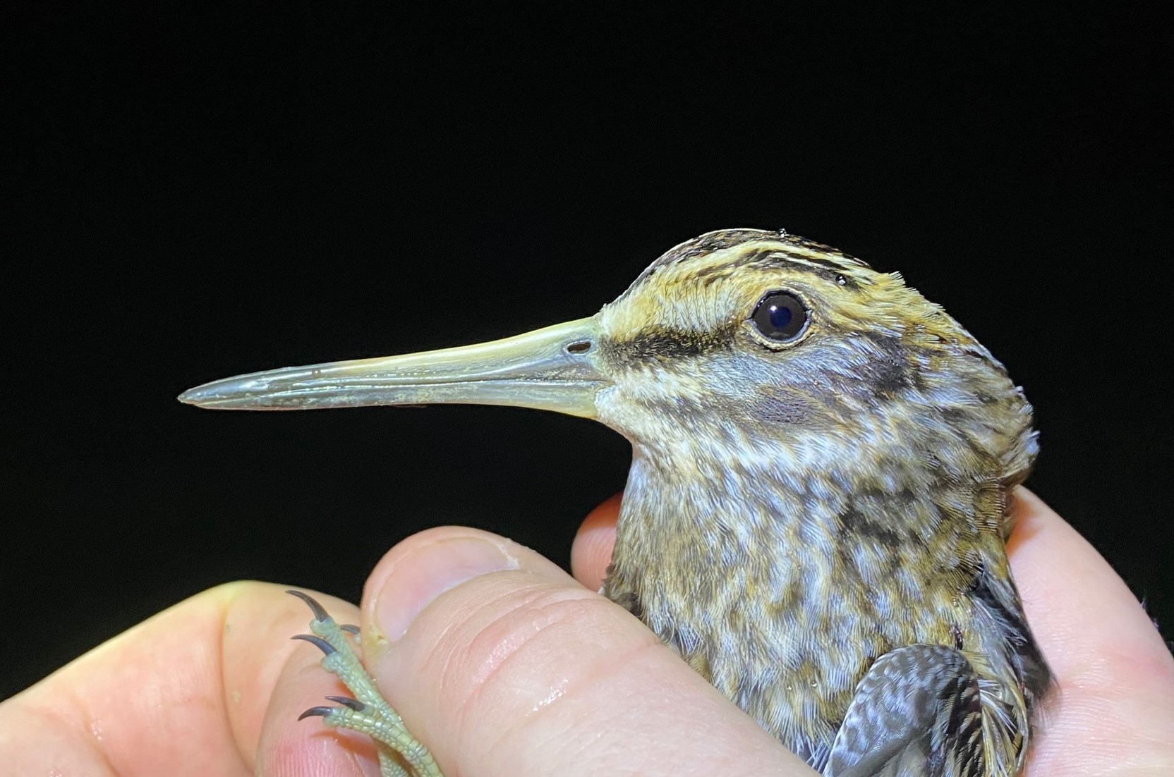Jack snipe close up 