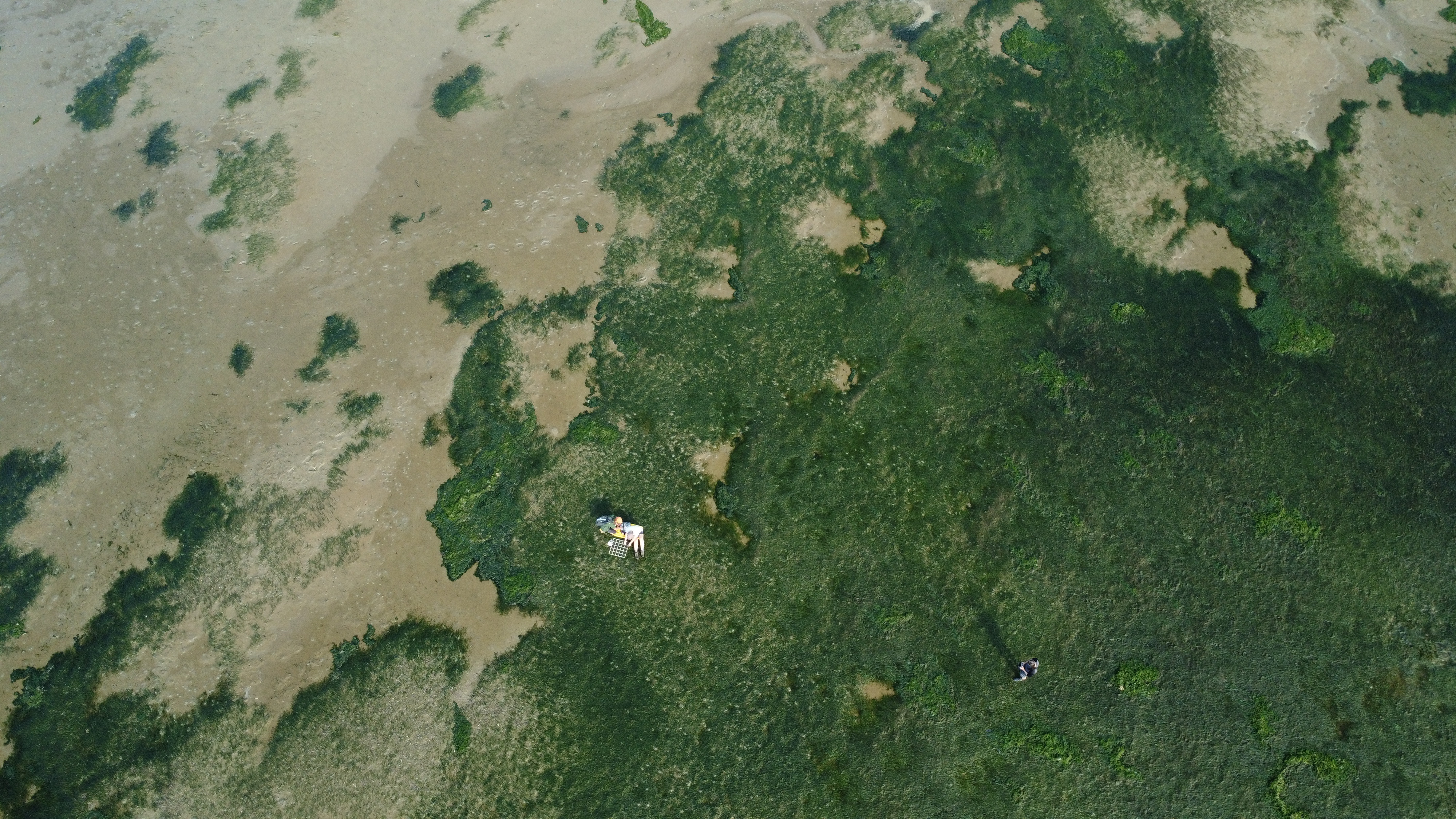 Seagrass bed from above 