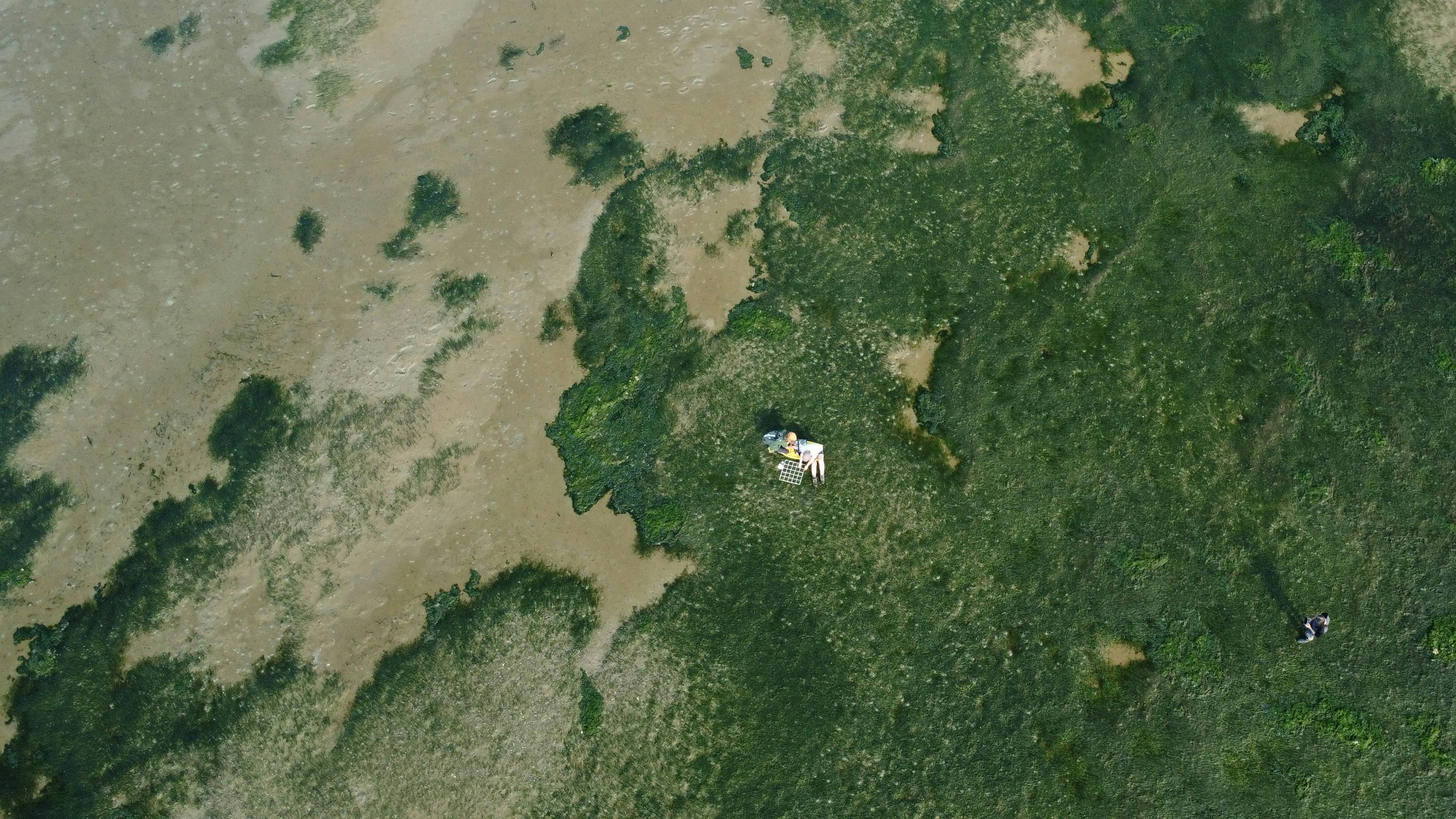 Seagrass bed from above