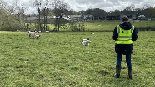 Adonis Blue team member with high-vis looking at sheep in a field