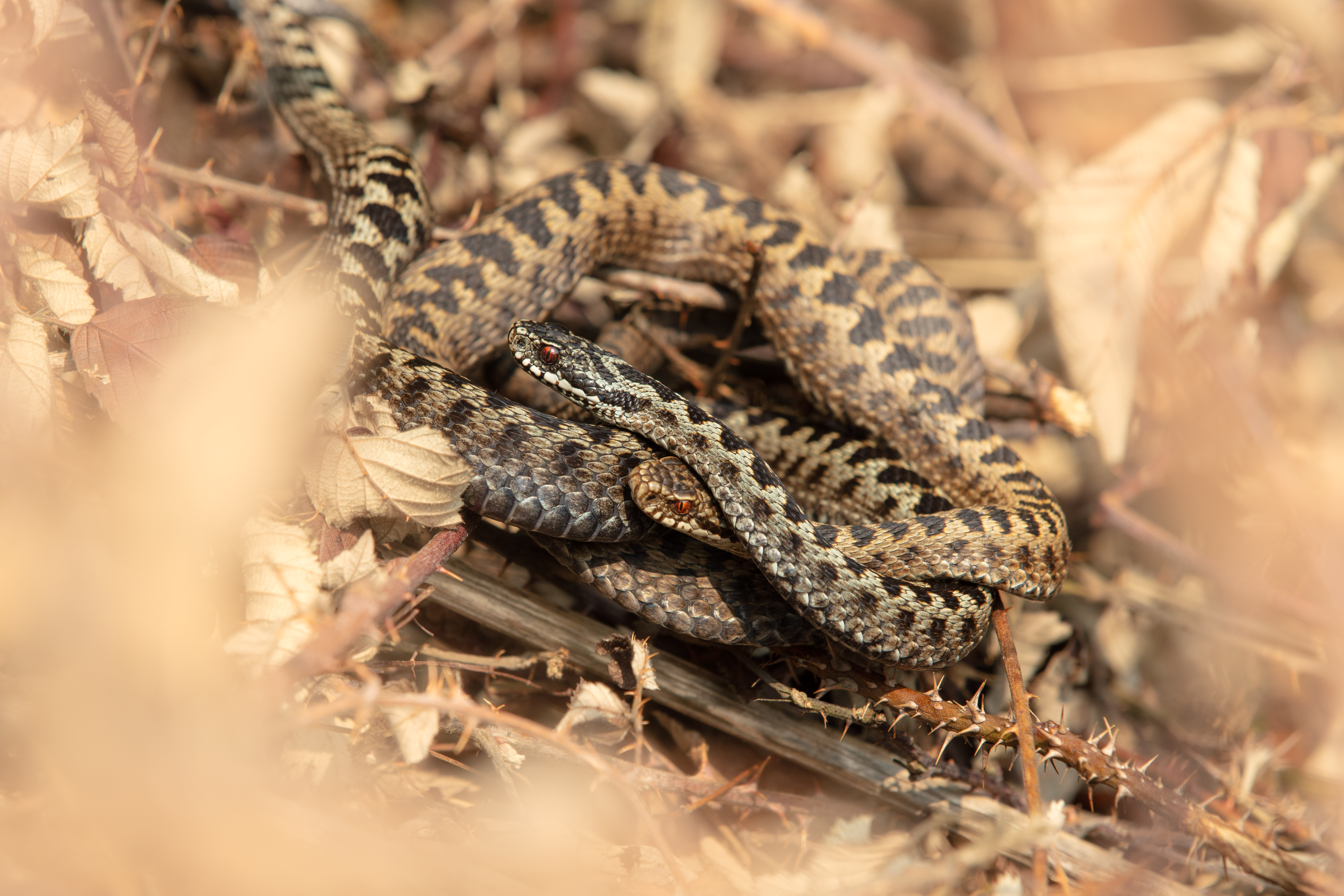 Adders by Matt Smith