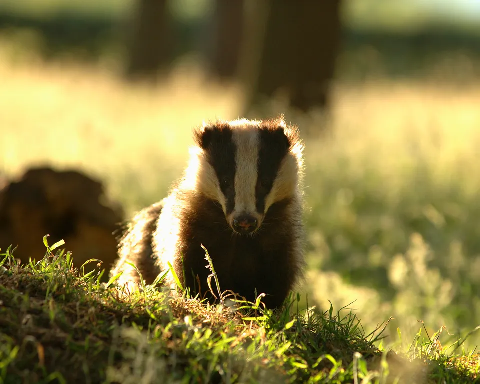 Badger by Andrew Parkinson/ 2020 Vision