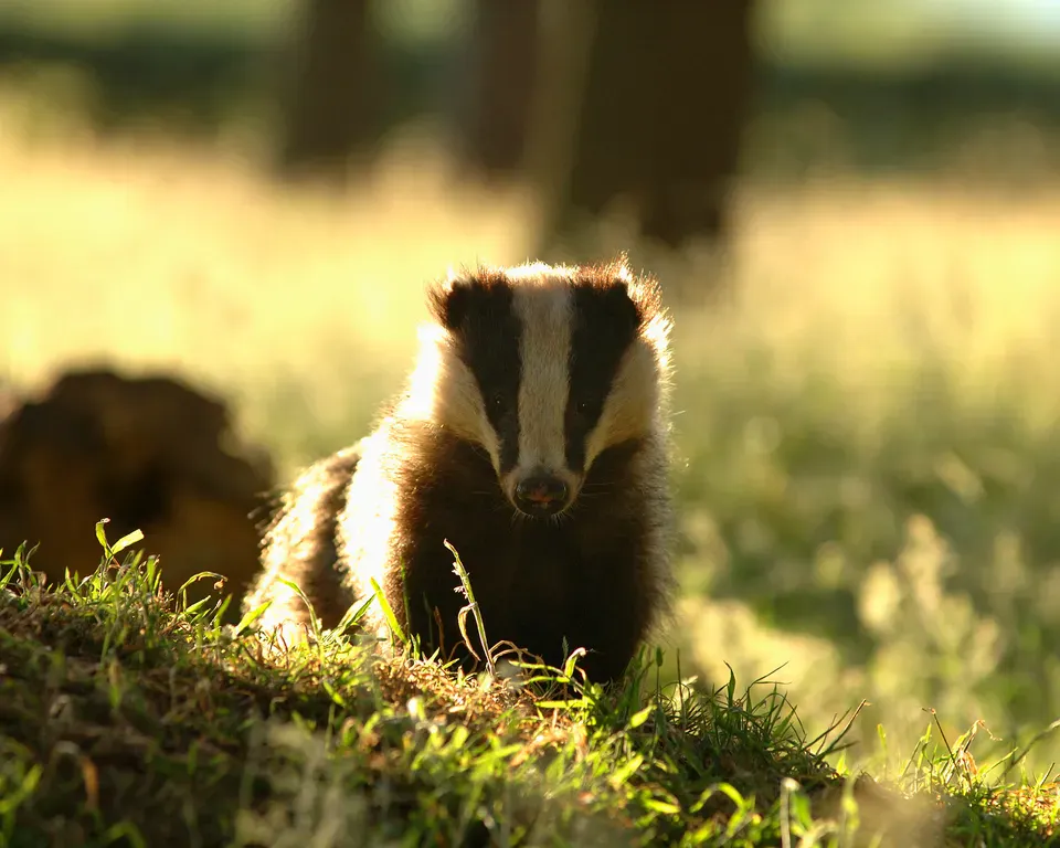 Badger by Andrew Parkinson/ 2020 Vision