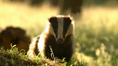 Badger by Andrew Parkinson/ 2020 Vision