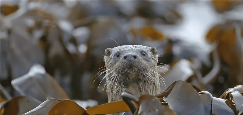 Chris Gomersall/2020VISION