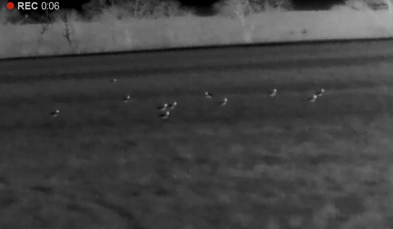 Northern Lapwings recorded with thermal imaging camera