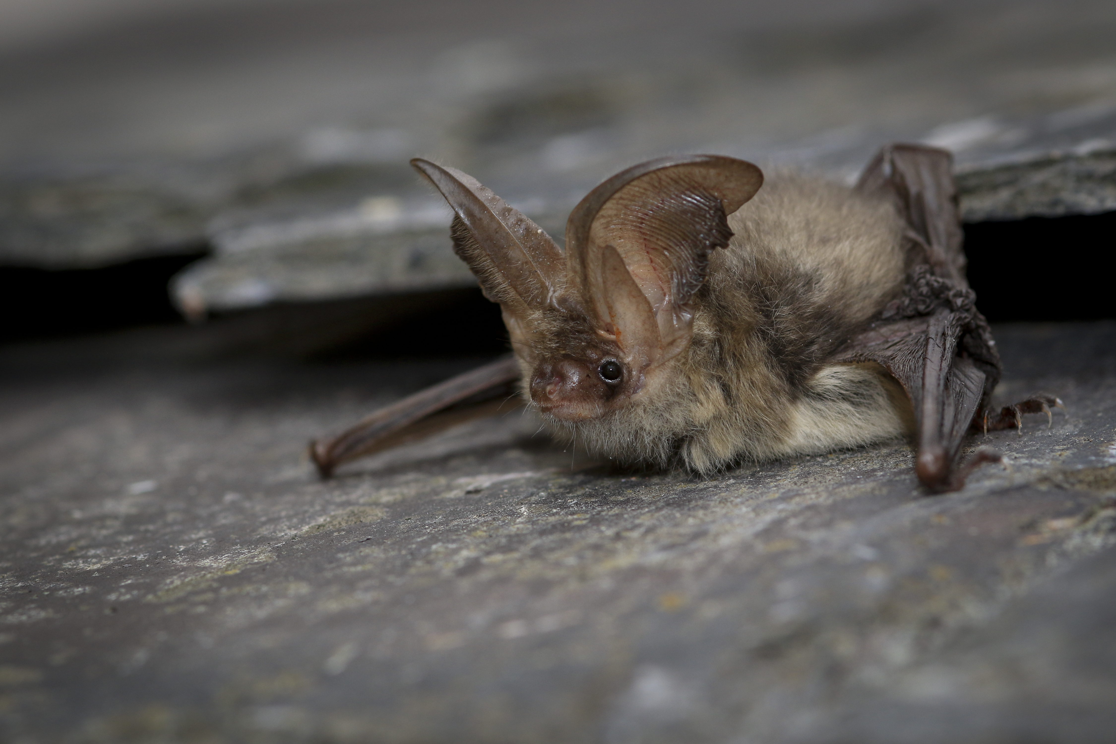 Brown Long Eared Bat by Tom Marsh