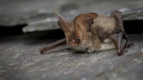 Brown Long Eared Bat by Tom Marsh