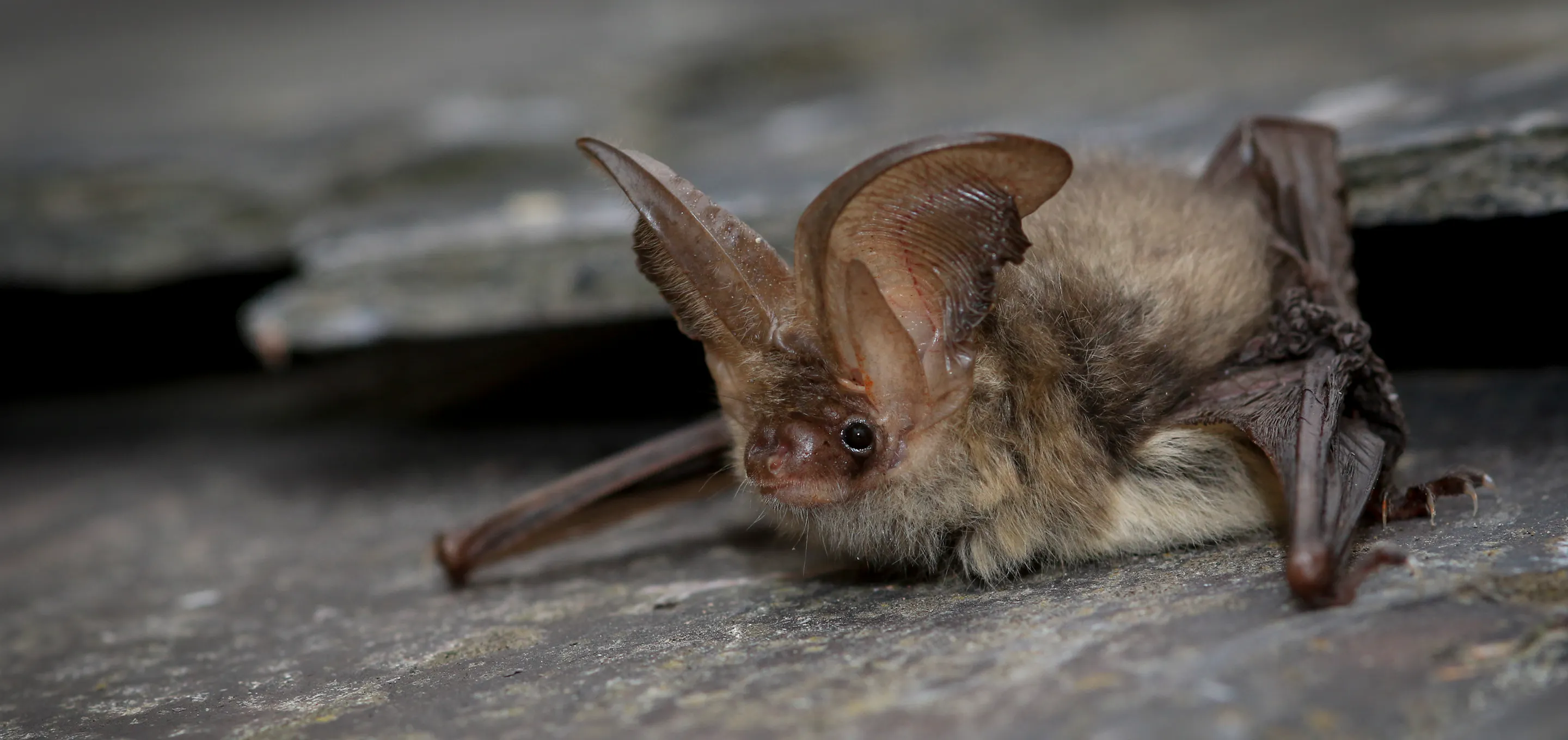 Brown Long Eared Bat by Tom Marsh