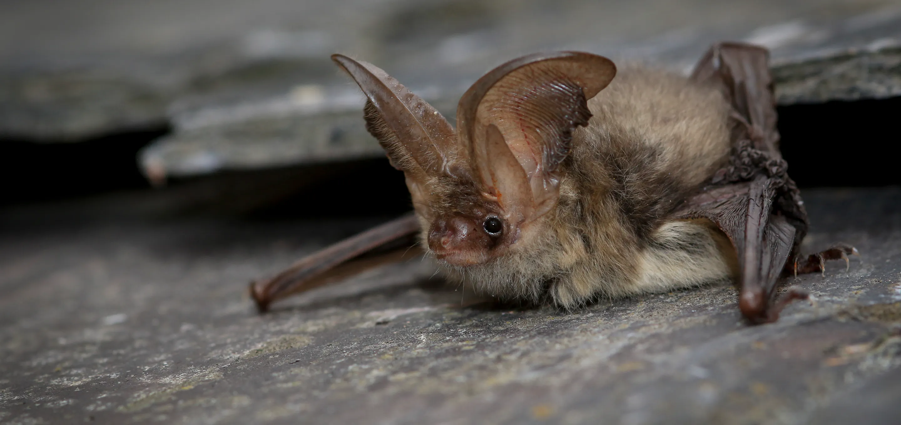Brown Long Eared Bat by Tom Marsh