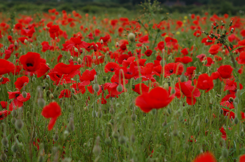 Poppy Field by Gemma de Gouveia