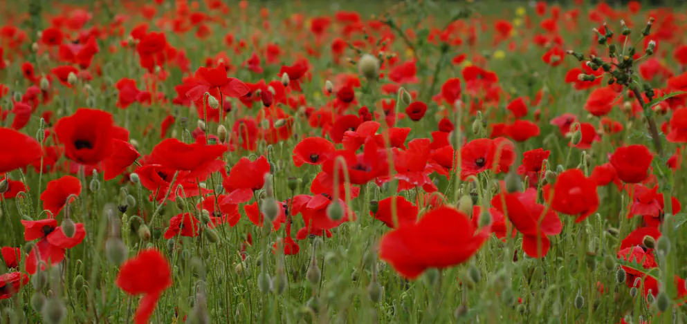 Poppy Field by Gemma de Gouveia
