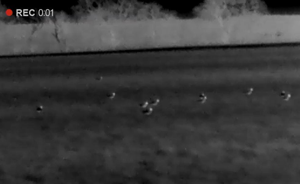 Lapwings at night using thermal imagery camera