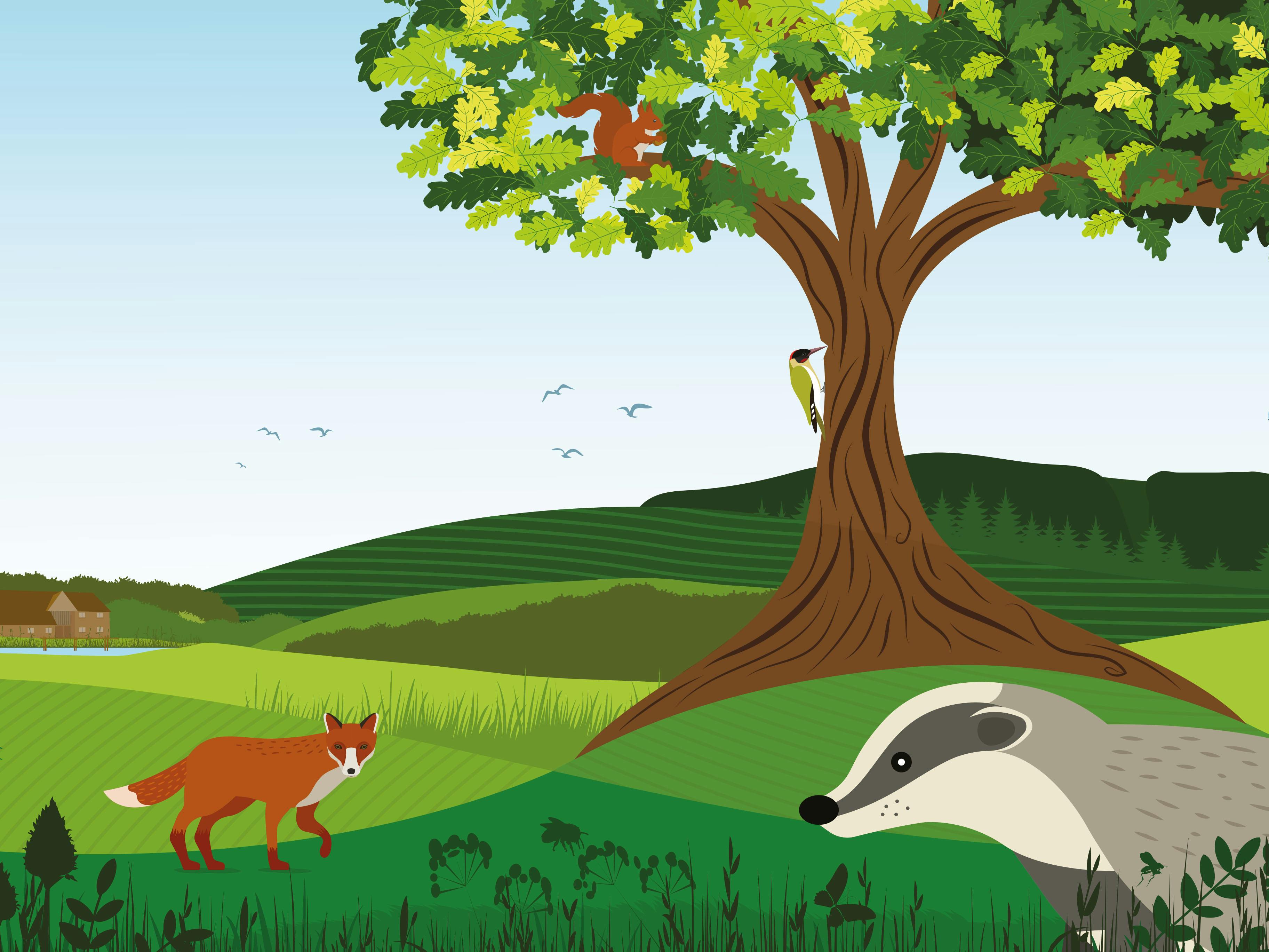 Illustration of a field with a badger, fox standing in a field and a squirrel and woodpecker in a tree.